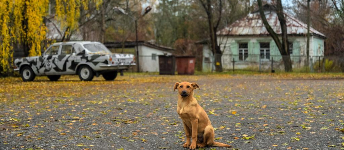 Un perro en la Zona de Exclusión de Chernóbil