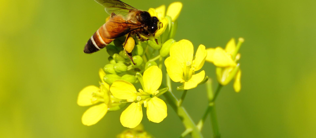 Una abeja poliniza una flor