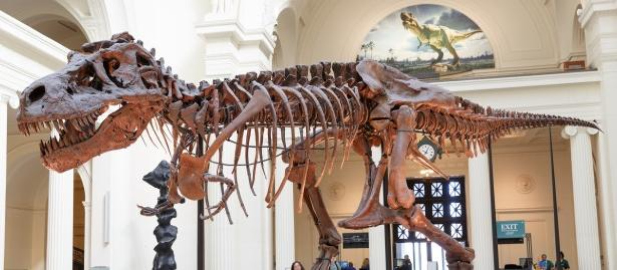 Sue, el famoso Tiranosaurio rex expuesto en el museo de Chicago