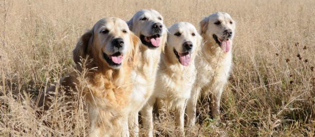 perros