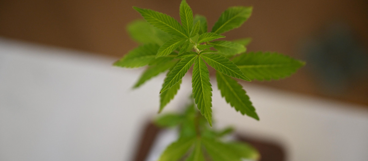 cannabis