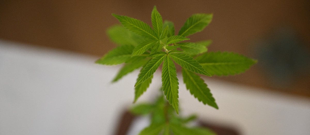 cannabis