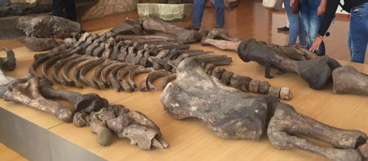 Los restos del Megaterio del Museo Arqueológico de Ecuador