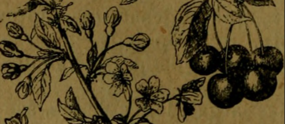 Imagen de Botánica descriptiva. Compendio de la flora española. Estudio de las plantas que viven espontáneamente en España