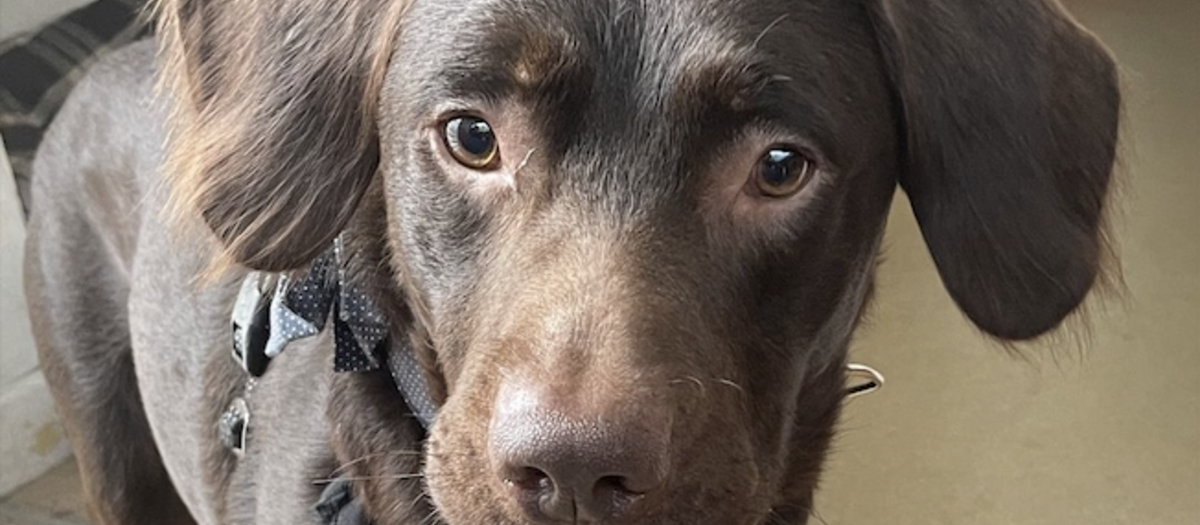 Coco, el perro tratado por su adicción al alcohol