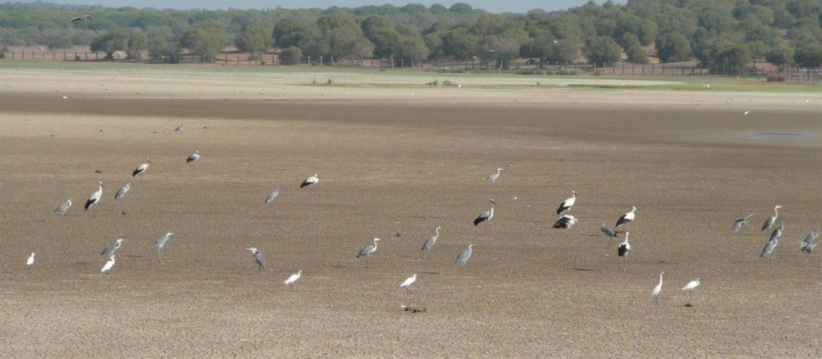 Marisma de Doñana seca