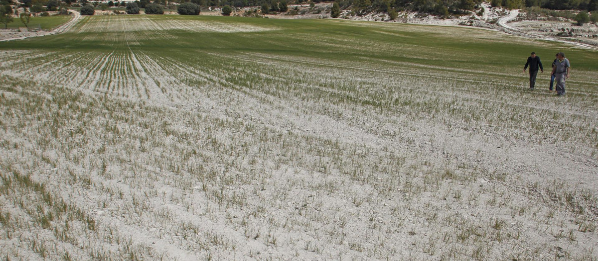 Agricultores de Alicante recorren un campo casi yermo