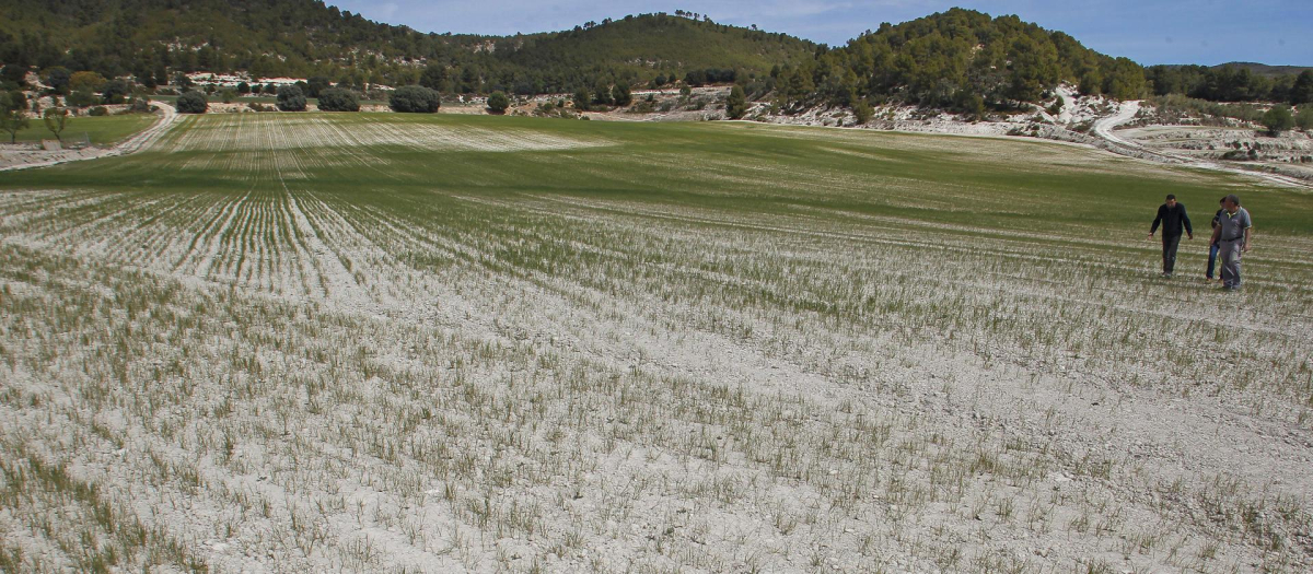 Agricultores de Alicante recorren un campo casi yermo
