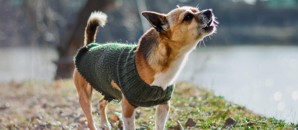 Un perro ladrando, en una imagen de archivo