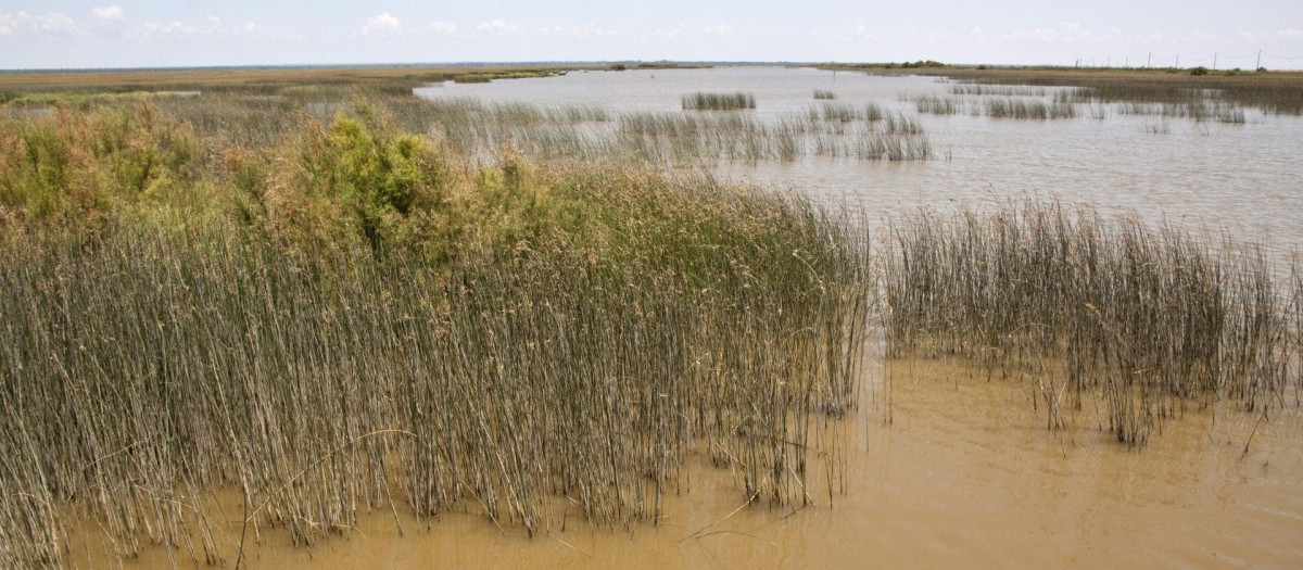 Coto Doñana