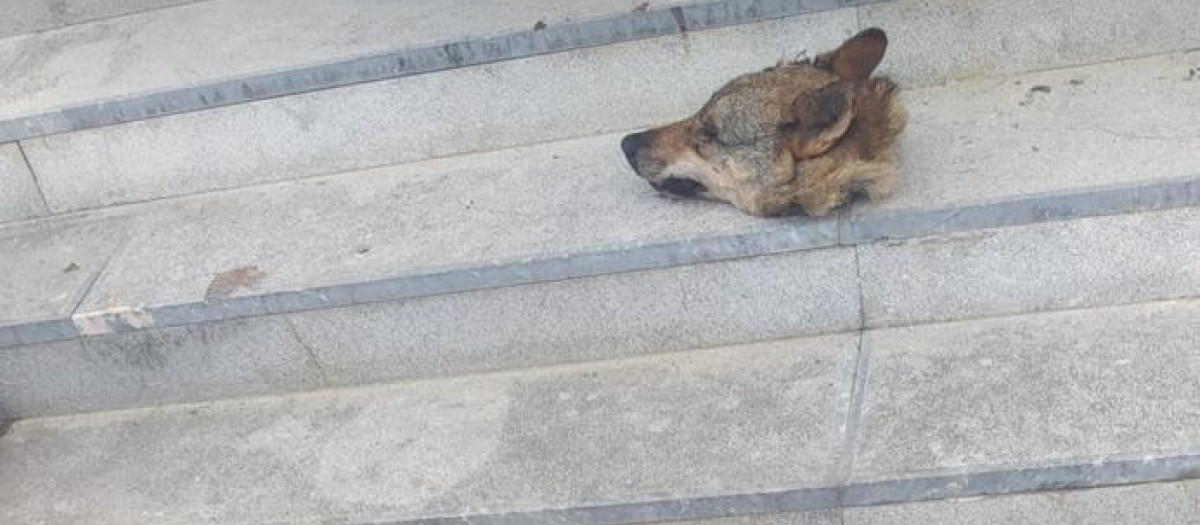 Cabezas de lobo cortadas y colocadas en Ponga