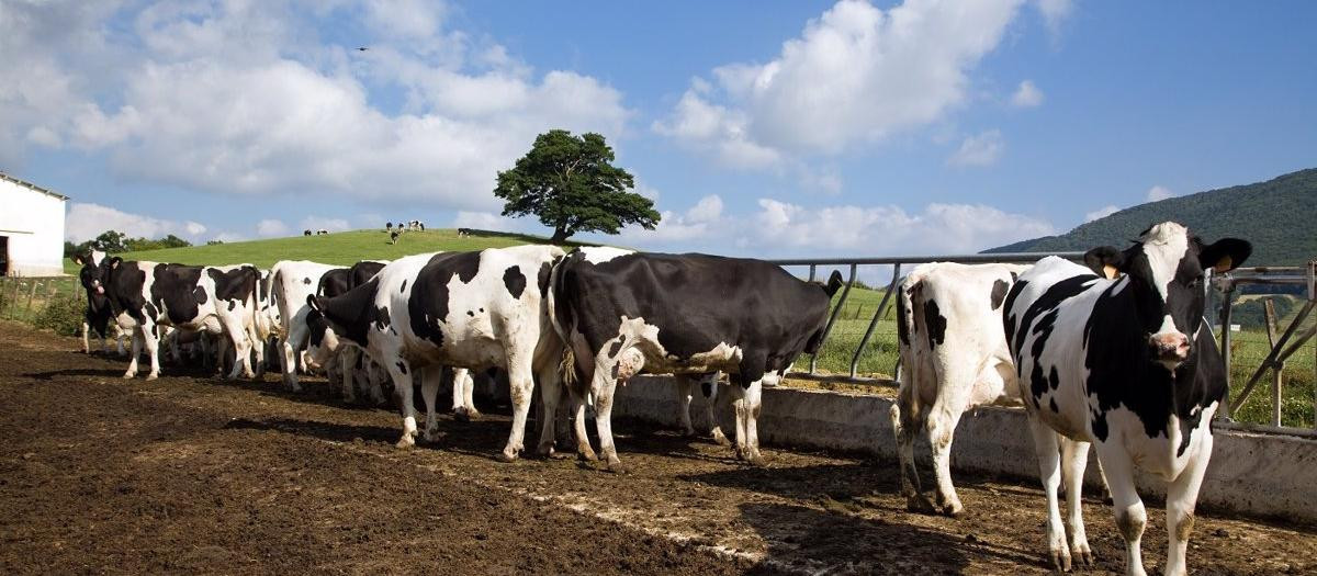 Vacas lecheras