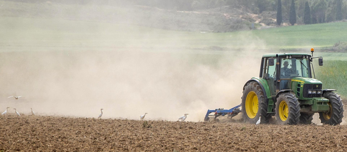 Un agricultor labra con tractor la tierra, donde la escasez de lluvias y las altas temperaturas provocan una gran polvareda, al que acuden las garcillas bueyeras (Bubulcus ibis) para buscar alimento