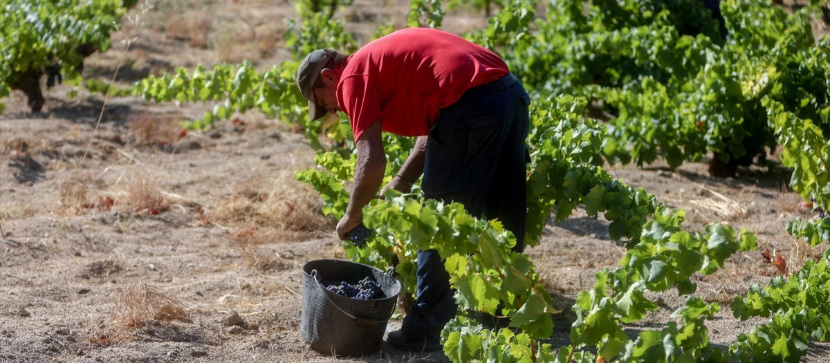 Un trabajador recoge uvas en el campo, a 23 de agosto de 2022, en Madrid