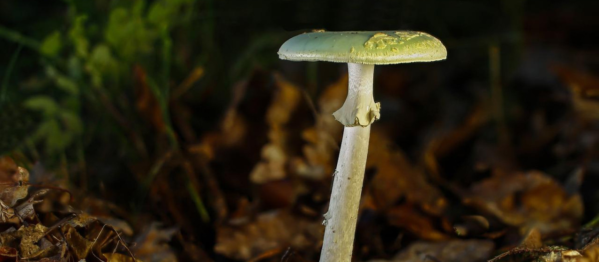 Amanita phalloides, la seta más mortífera del mundo