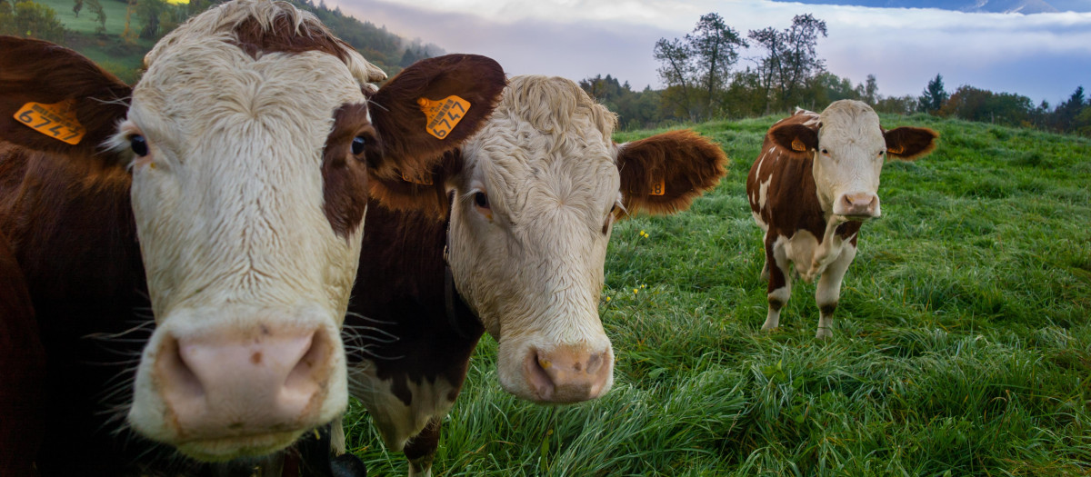 vacas