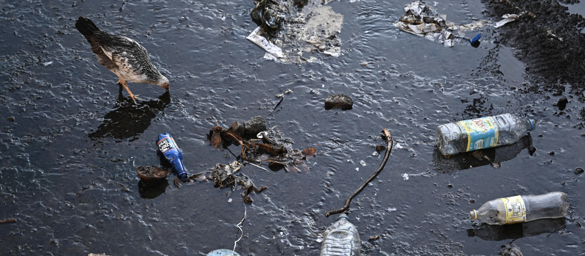 Un ave entre residuos plásticos