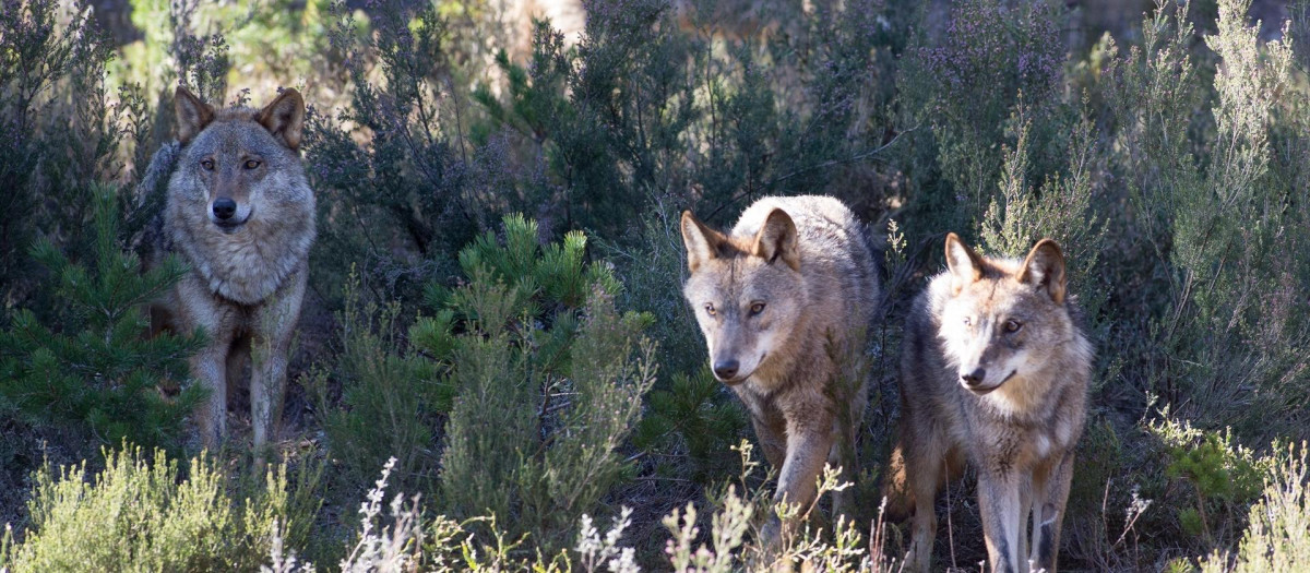 Varios lobos ibéricos del Centro del Lobo Ibérico en localidad de Robledo de Sanabria