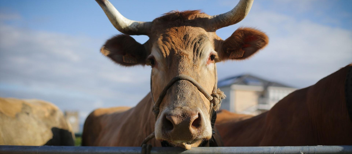 Una vaca durante la tercera edición de la Feria en Defensa del Ganado de Montaña