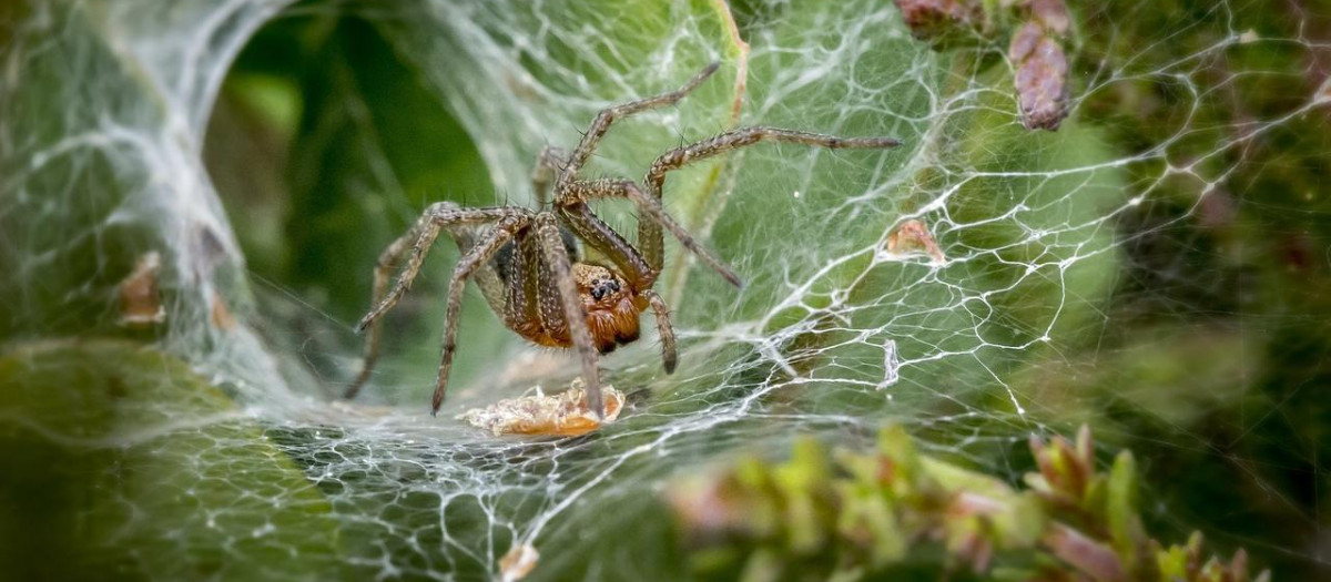 Araña