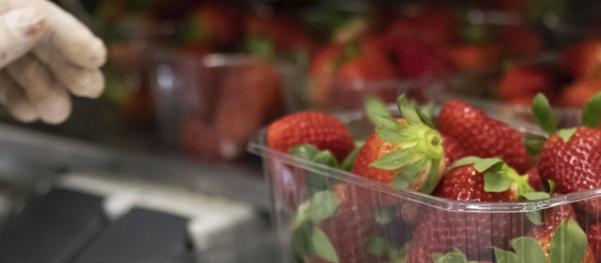 Fresas.