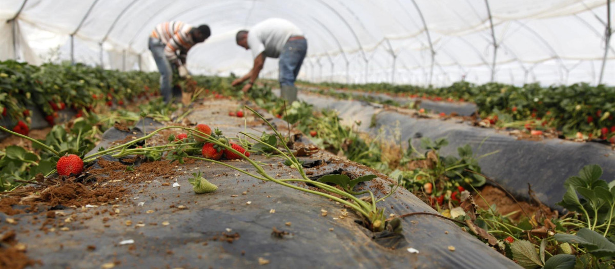 Trabajadores recogiendo fresas en un invernadero.