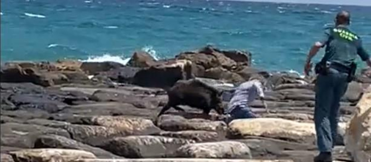 El jabalí antes de ser abatido en la playa de El Campello (Alicante)