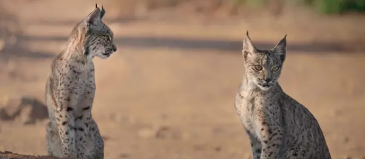 Linces ibéricos