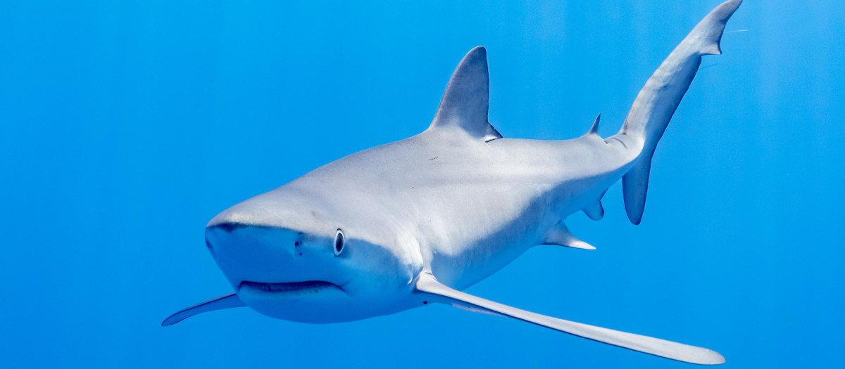 Un tiburón tintorera