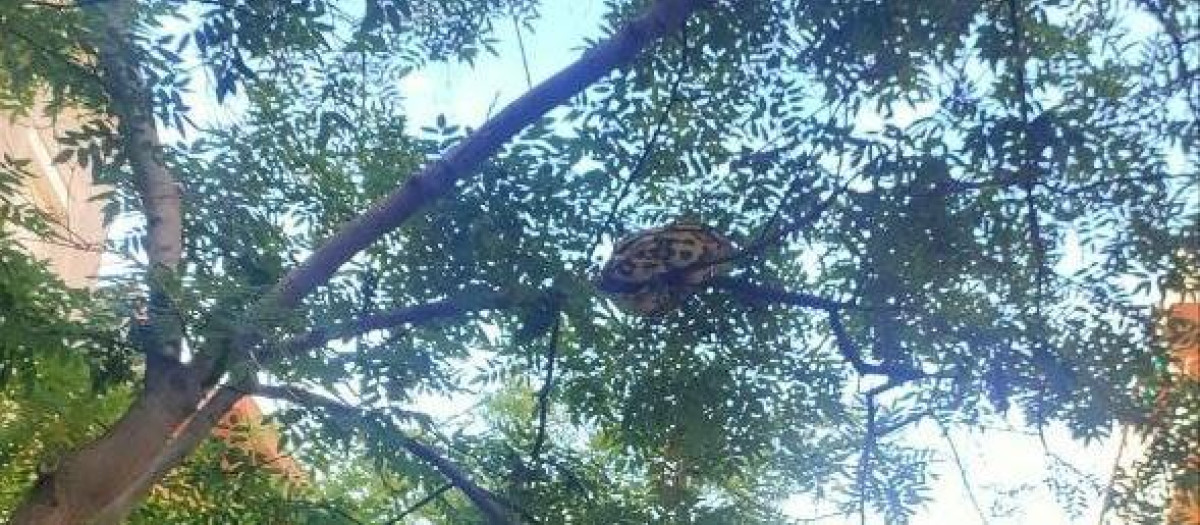 La serpiente de 15 kilos, en el árbol