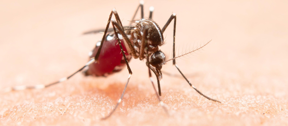 Mosquito transmisor de la malaria