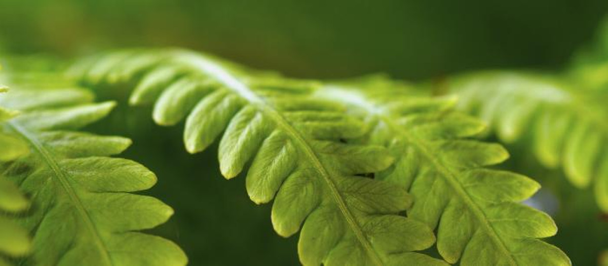 Las plantas que más calor absorben perfectas para refrescar la casa