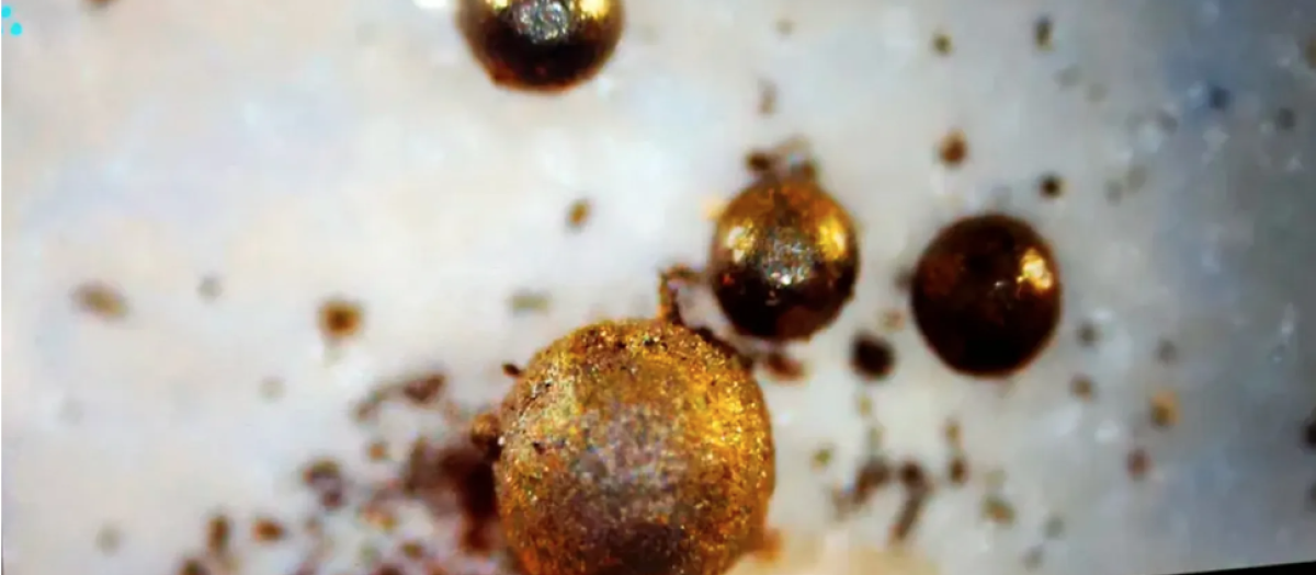 Esférulas recabadas por la expedición vistas a microscopio
