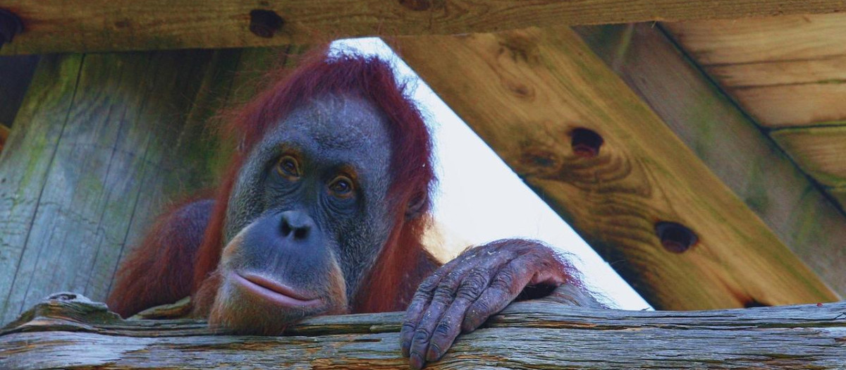Se desconoce cuántas veces necesitan los orangutanes adultos observar un comportamiento concreto para aprender a dominarlo