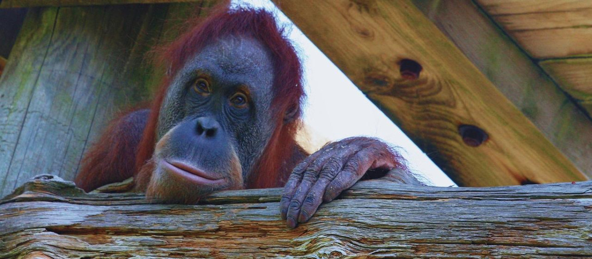 Se desconoce cuántas veces necesitan los orangutanes adultos observar un comportamiento concreto para aprender a dominarlo