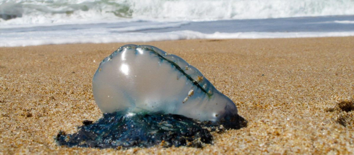 Imagen de una carabela portuguesa en Cádiz