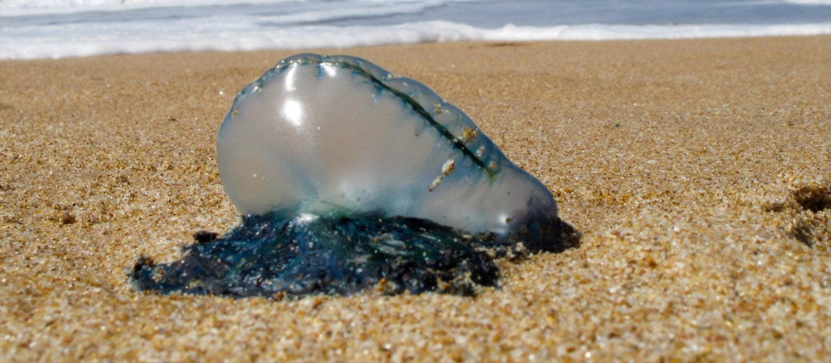 Imagen de una carabela portuguesa en Cádiz