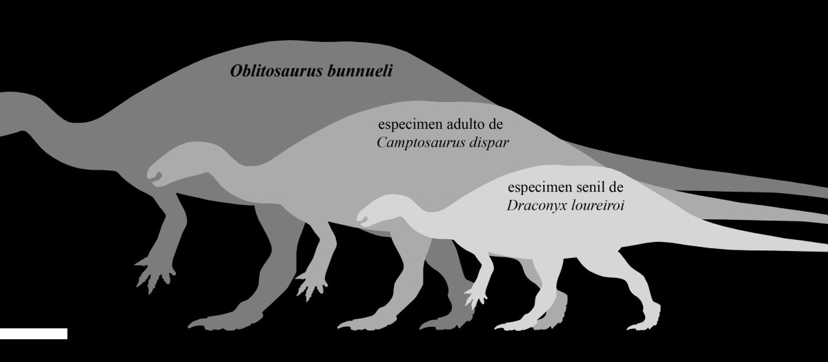 Oblitosaurus comparado con otros dinosaurios