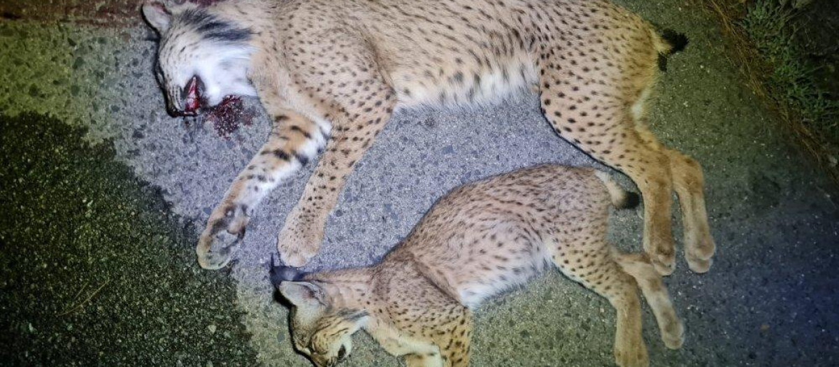 Imagen de los dos linces atropellados
