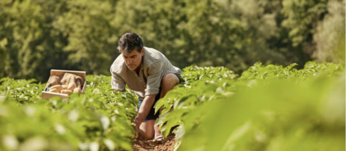 Agricultores y ganaderos de Córdoba reciben 9,61 millones de euros en ayudas