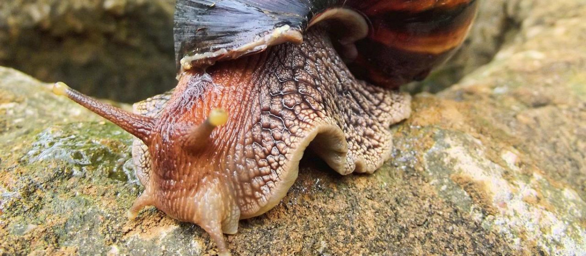 Caracol gigante africano