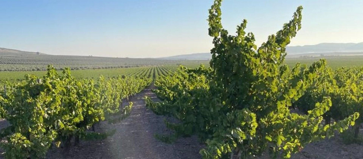 Viñedos del marco Montilla-Moriles