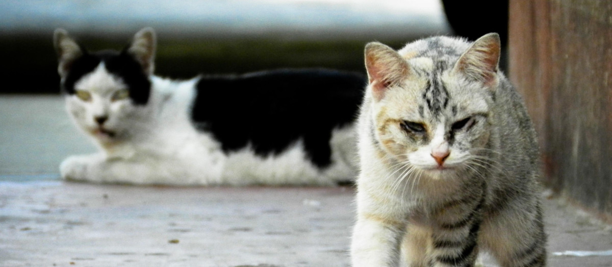 Gatos callejeros