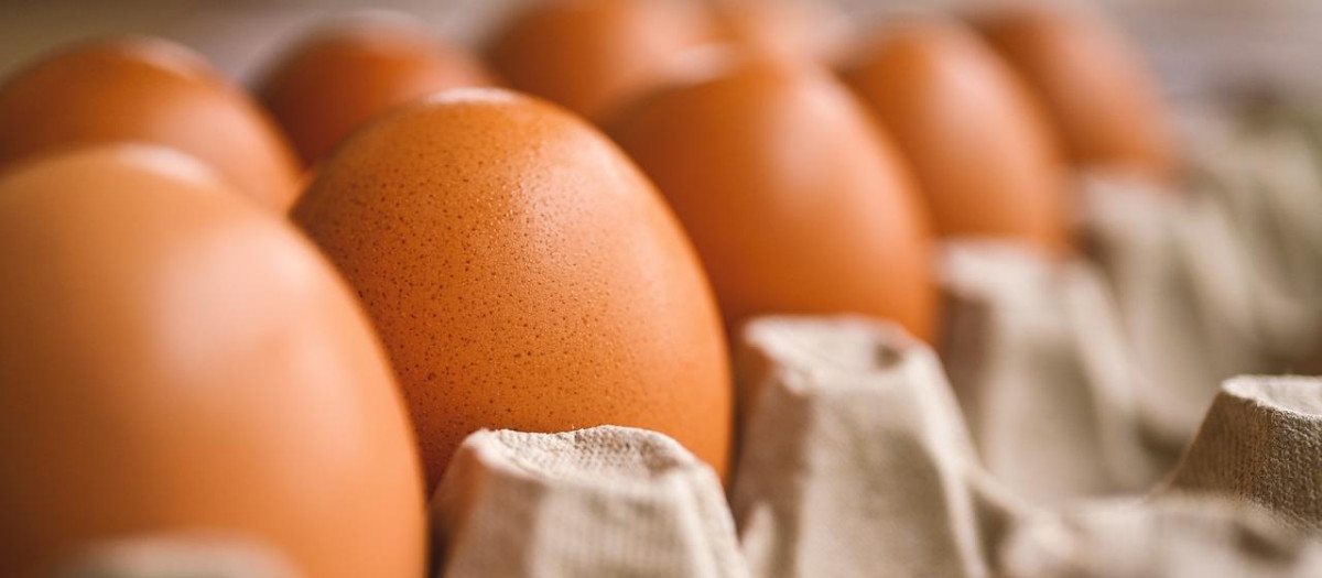 Huevos