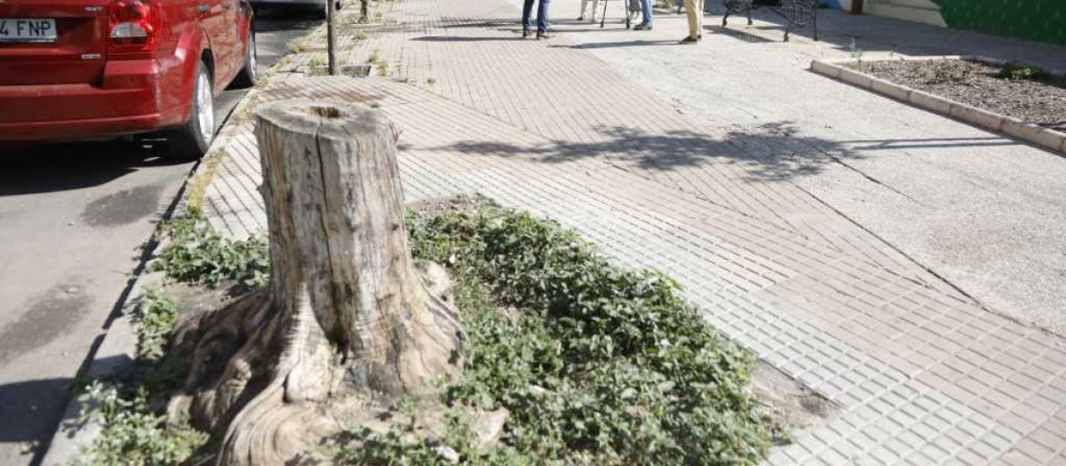 Alcorque en el barrio de la Fuensanta