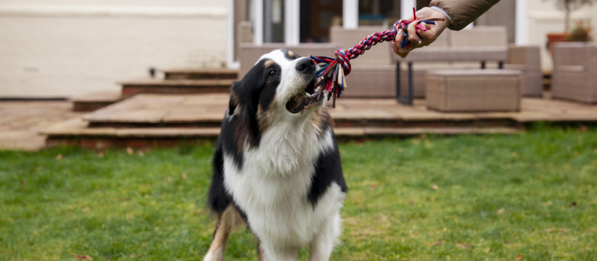 Un perro juega con su dueño
