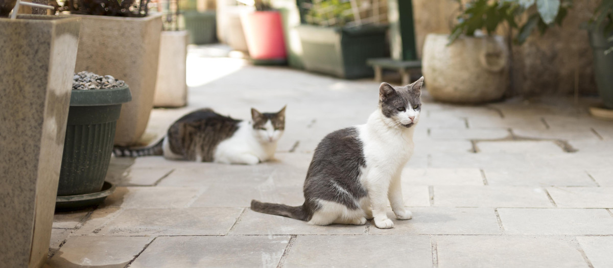 Dos gatos en el patio interior de una vivienda