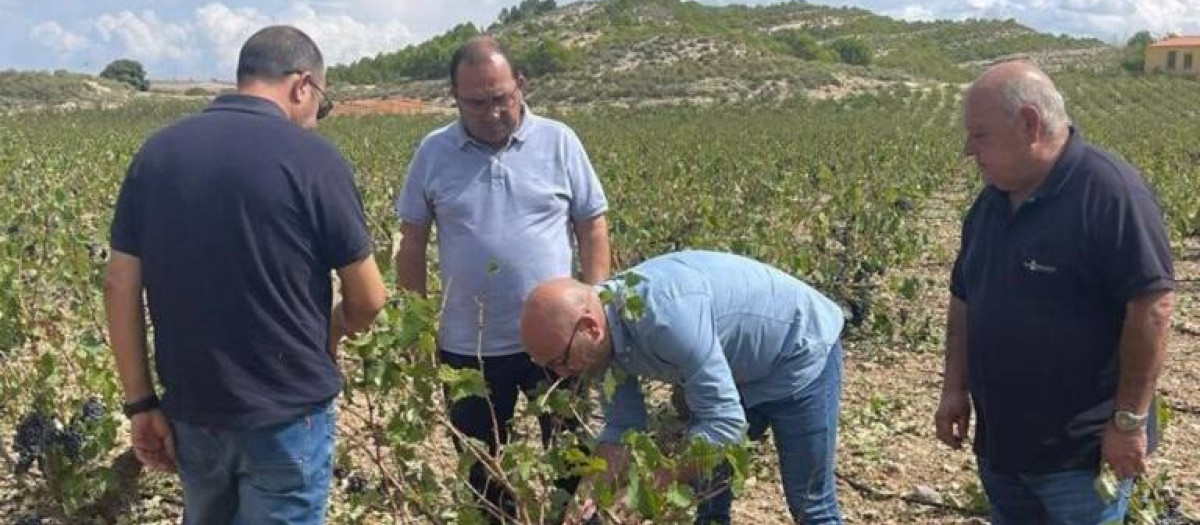 Explotaciones agrarias afectadas por el granizo en Albacete