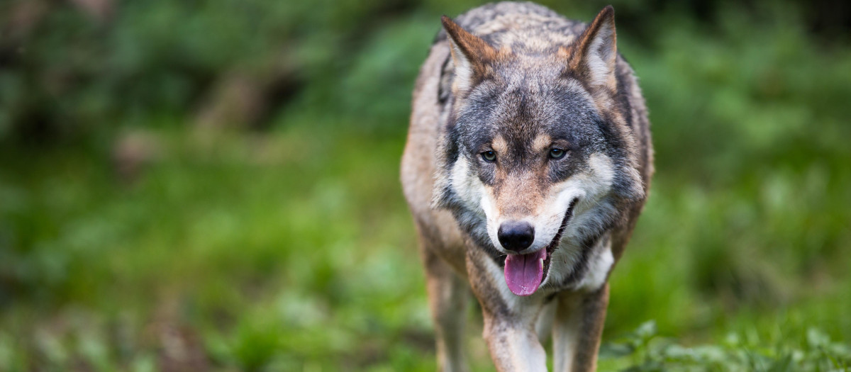 Lobo gris, a quién el EPP quiere proteger menos
