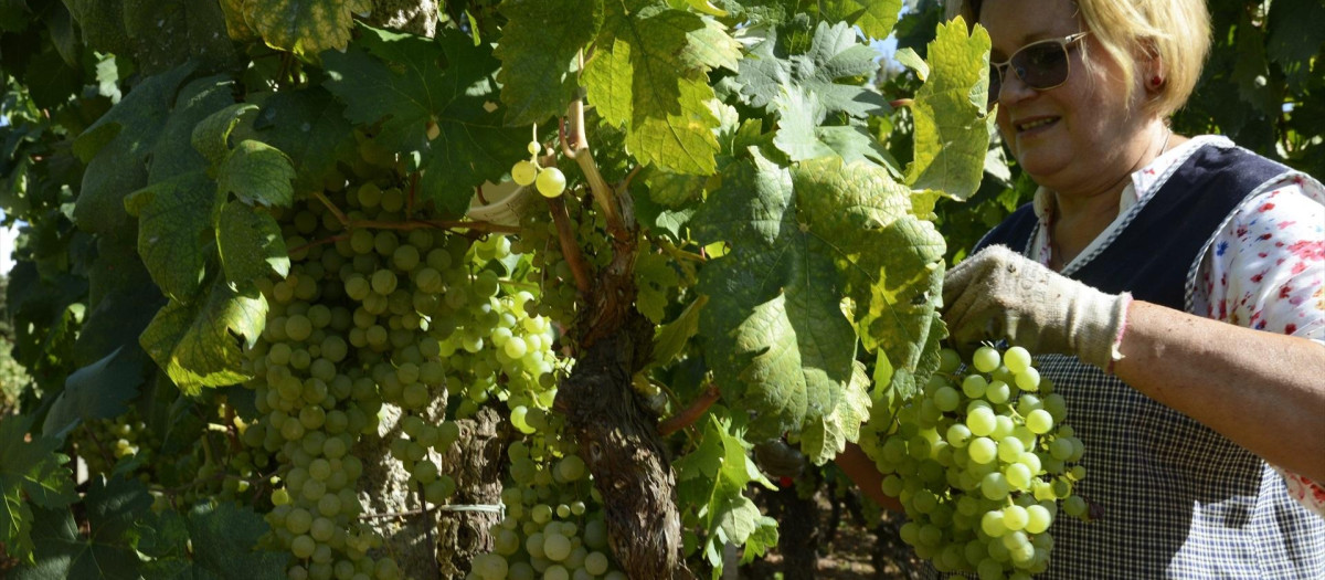 Vendimia y carga de uvas en contenedor en una de las viñas que abastecen a la bodega Pazo do Mar, en Orense